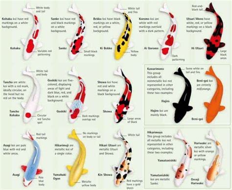 koi types and prices Koi fish types varieties characteristics carp pond ...