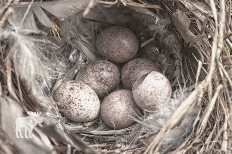 How Many Eggs Does A House Wren Lay? — Forest Wildlife