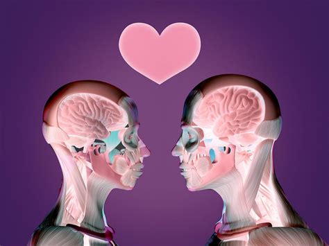 The science of love: a scientific overview of what happens in our brain ...