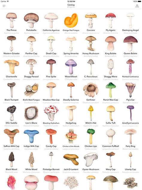 Identify Mushroom By Picture - PictureMeta