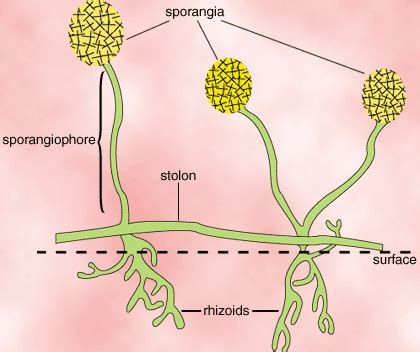 SparkNotes: Fungi: Zygomycota: The Conjugation Fungi