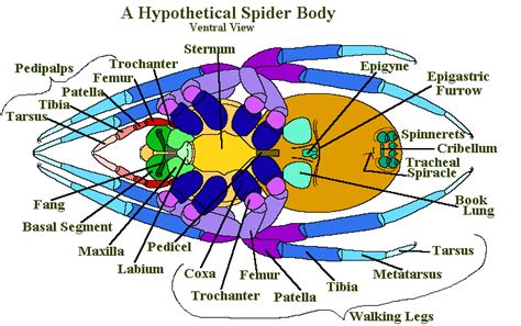 Spider Anatomy 101: A Look At The Different Parts Of A Spider - Earth ...