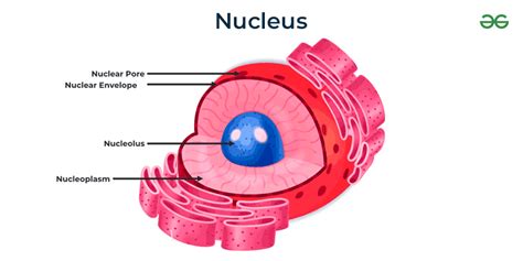 Nucleolus - Definition, Structure, Diagram & Its Function - GeeksforGeeks