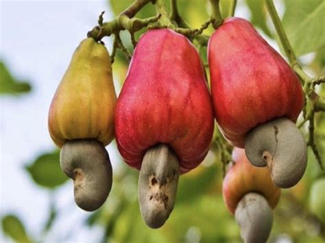 Cashew seeds grow on apples | Do you know how cashews grow? This photo ...