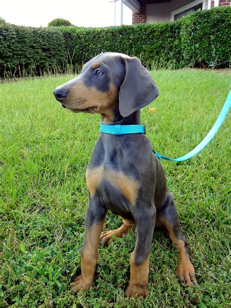 Funny Blue Doberman Pinscher Puppies - l2sanpiero