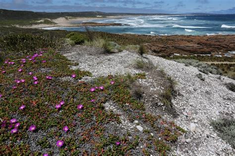 Aboriginal Shell Middens | Aboriginal Heritage Tasmania