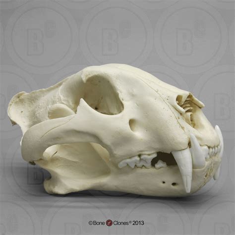 Bengal Tiger Skull, Male - Bone Clones - Osteological Reproductions