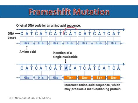 Mutation and types of mutation - Online Biology Notes