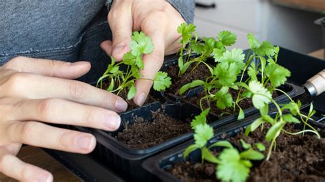 The Best Method For Growing Cilantro Indoors