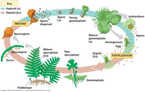 BharaSamy's Creative Development: Life Cycle of a Fern and research