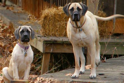 55+ Pitbull Mastiff Puppies - l2sanpiero