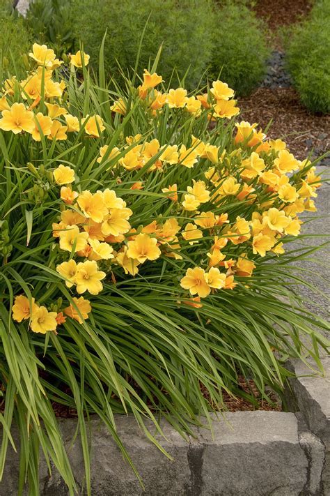 Stella De Oro Dwarf Daylily | Day lilies, Plants, Planting flowers