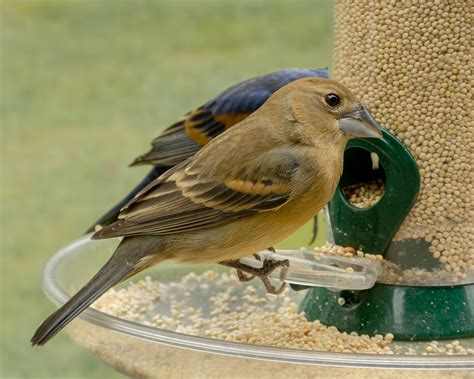 Blue Grosbeak female_13May2020 | Female Blue Grosbeak on a w… | Flickr