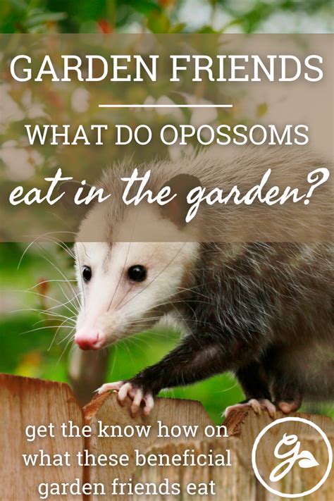 What Do Opossums Eat In The Garden? | Opossum, Animals matter, Food animals