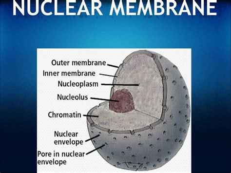 Nuclear envelope