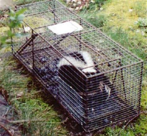 Skunk Trap - Trapping Skunks