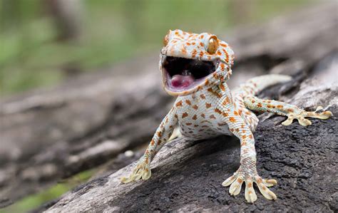 Lizards vs. Geckos: Are Geckos the Same As Lizards?