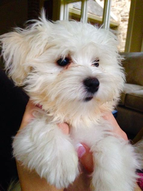 Maltese Chihuahua Poodle Mix - MIXERXJ