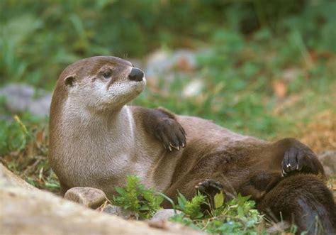 Elusive river otter has returned to Western Pennsylvania | Pittsburgh ...