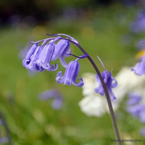 Blue Bell Flower Meaning | Best Flower Site