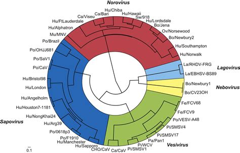 Caliciviridae and Astroviridae | Veterian Key