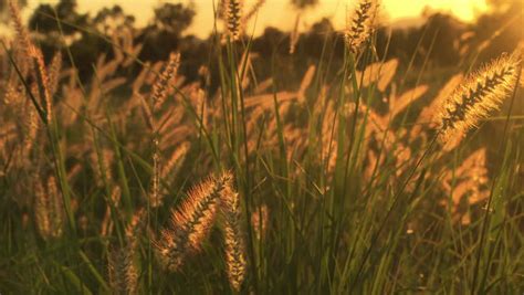 Golden Tall Grass In A Field At Sunset Stock Footage Video 6257864 ...