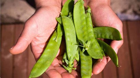 15 Ways to Make Snow Peas (Skyrocket Your Vitamin C)