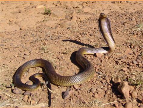 Cape Cobra Facts and New Pictures-Images | The Wildlife