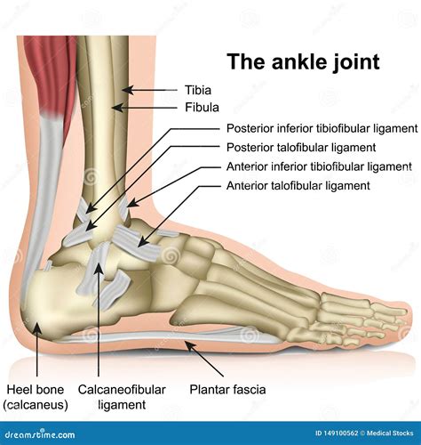 Tendons In Foot Diagram