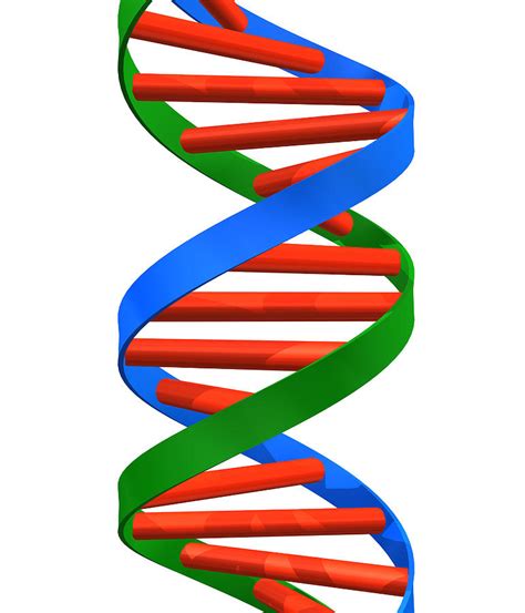 Helix Dna - ClipArt Best