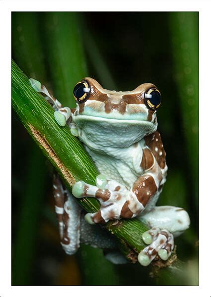 Amazon Milk Frog | Patrick Zephyr Photography