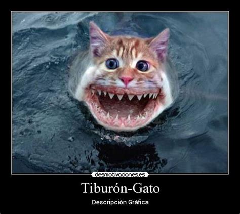 Tiburón-Gato | Desmotivaciones