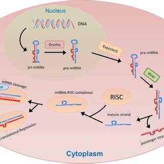 Mechanism of endogenous microRNA production and its regulation of gene ...