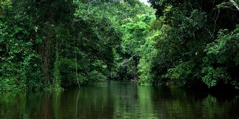 Amazon Deforestation In Brazil: What Does It Mean When, 49% OFF