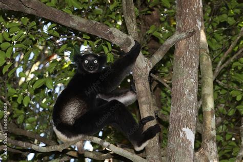 Approaching 10 kg, the critically endangered indri, Indri indri ...