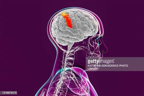 12 Primary Somatosensory Cortex Stock Photos, High-Res Pictures, and ...