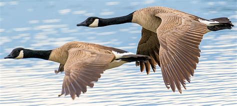 Weekly Bird: Canada Goose – Be Your Own Birder