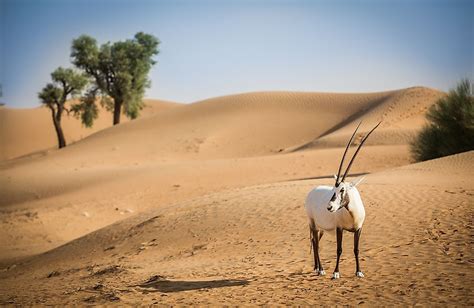 Animals That Live in the Desert - WorldAtlas