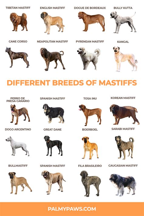 Pin on Dog Breeds