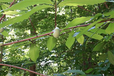 Common Pawpaw Tree - Footsteps in the Forest