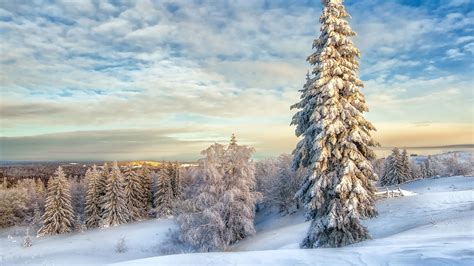 2560x1440 Resolution Winter Landscape with Snow Covered Trees 1440P ...