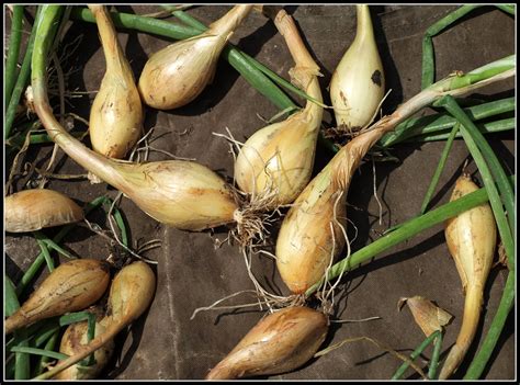 Mark's Veg Plot: Harvesting Shallots