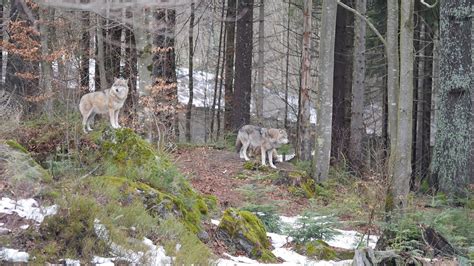 THE 10 BEST Things to Do in Bavarian Forest - 2022 (with Photos ...