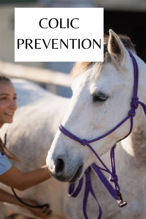 Colic Prevention in Horses - Pro Equine Grooms