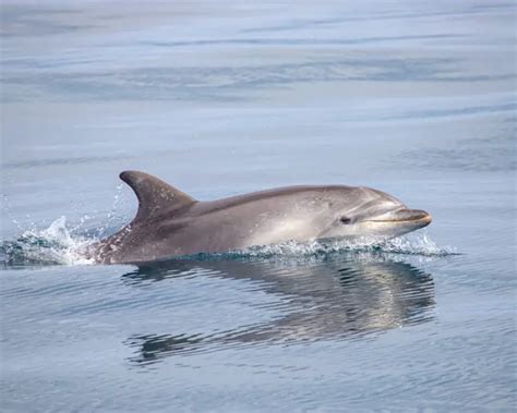 Bottlenose Dolphin Prey