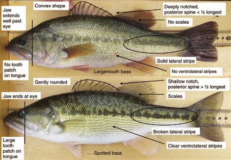 Spotted Bass vs. Largemouth Bass: All Their Differences - Tastylicious