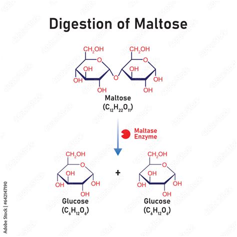 Maltose Molecule Digestion by Maltase Enzyme Concept Design. Vector ...