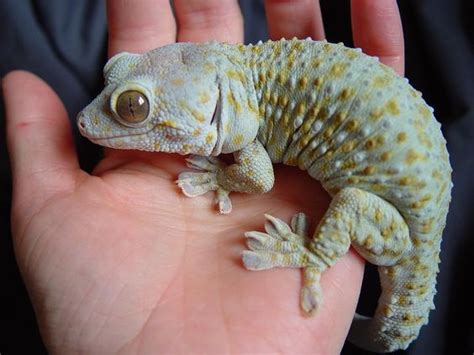 Tokay Gecko Facts and Pictures | Reptile Fact