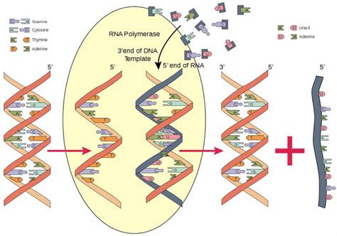 Rna Primer Dna Polymerase