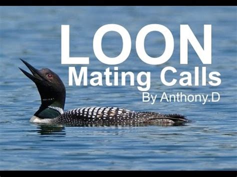 LOON SOUNDS, The Call of The Common Loon - YouTube